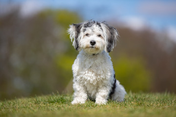dog, pet, collie, border collie, animal, puppy, border, canine, white, cute, grass, black, sheepdog, portrait, running, pup, nature, breed, mammal, pets, young, domestic, pedigree, terrier, west, west