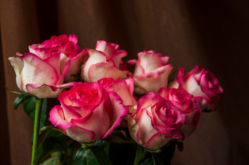 Lovely bouquet with big flowers of roses of bright pink and white color are staying on the table. Green leaves and thorns. Still life. Brown  background
