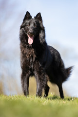 dog, pet, shepherd, animal, german, black, canine, breed, cute, portrait, dogs, tervueren, puppy, pets, german shepherd, wolf, grass, purebred, tongue, white, nature, domestic, animals, pedigree