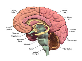 Human Brain Sagittal Section with Labels - 345703124
