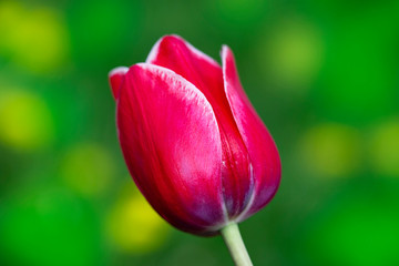 Blooming Tulip. Red tulip bud. Spring background with a bright tulip.