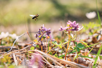bee near flower in flight