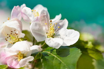 Bright spring background with flowers of fruit trees. Spring. Spring Garden. Close-up