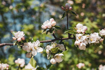 Blossoming Apple Tree Branch, close-up.