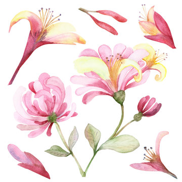 Watercolor hand painted nature floral set composition with pink honeysuckle blossom flowers on branches with green leaves, bud and petals collection isolated on the white background