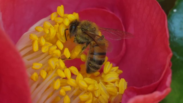 Bee Pollinating Flower Super Close up