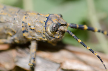 Female Gran Canaria stick grasshopper Acrostira tamarani. Cruz de Pajonales. Integral Natural Reserve of Inagua. Tejeda. Gran Canaria. Canary Islands. Spain.