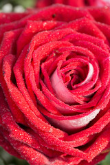 Big red rose macro