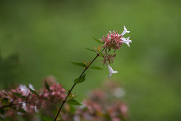 Flowers of Abelia grandiflora in Batumi botanical garden also known as glossy abelia