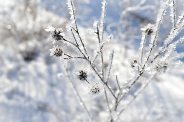 frost on branches