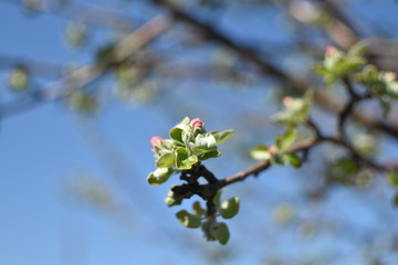 apple tree flowers