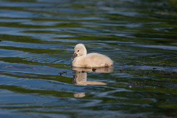 Beautiful swan baby on the lake