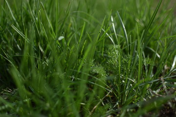 fresh green grass