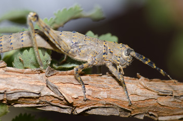 Female Gran Canaria stick grasshopper Acrostira tamarani. Cruz de Pajonales. Integral Natural Reserve of Inagua. Tejeda. Gran Canaria. Canary Islands. Spain.