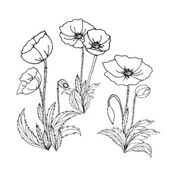 Coloring poppies. Poppies, buds, leaves. Clipart with colors, black and white illustration, hand-drawn for books, coloring pages, games, printing, decoration, design, background, paper