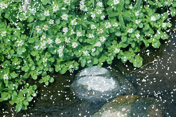 도랑에 작은흰꽃