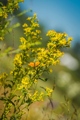 Orange butterfly on yellow flowers