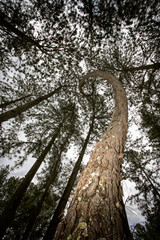 Fototapeta premium Árvore em espiral no bosque, vendo de baixo para cima em perspectiva
