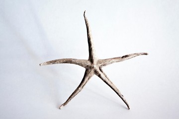 Starfish on white background, with shadow, seaside