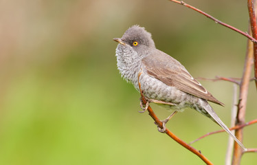 Fototapeta premium Barred Warbler, Sylvia nisoria. The male bird sitting on a branch of a bush