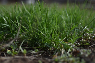 fresh green grass