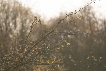Flowering branches in spring-summer against the light