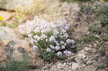 Pink candytuft, iberis wild plant in Cappadocia, Turkey