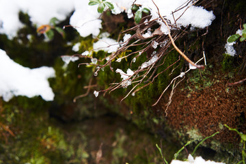 Awakening nature from winter sleep. Snow on the ramshackle.
