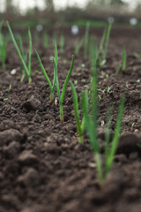 A small plant in the ground. Macro shooting. Lots of greenery. Onion grows in a vegetable garden in the village.