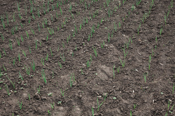 A small plant in the ground. Lots of greenery. Onion grows in a vegetable garden in the village.