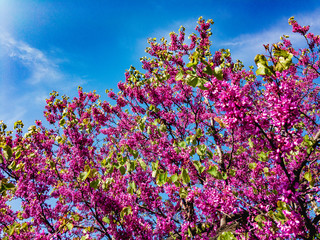 Pink-purple flowers on the branches in spring afternoon. Beautiful flowering of Chinese Cercis (lat. Cercis chinensis) against a blue sky with clouds.