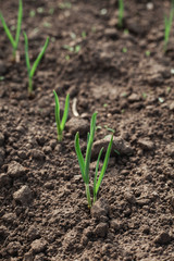 A small plant in the ground. Macro shooting. Lots of greenery. Onion grows in a vegetable garden in the village.
