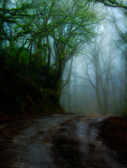 Foggy portuguese forest