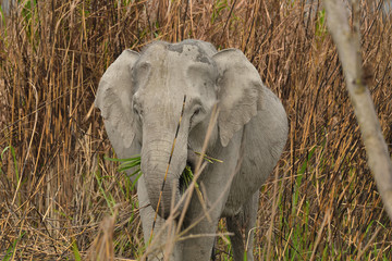 Obraz na płótnie Canvas elephant eating grass
