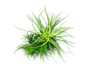 Air plant with scientific name Tillandsia,  isolated white background. This has clipping path.   