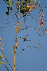 Eleonora's falcon (Falco eleonorae) landing on a eucalyptus branch. The Nublo Rural Park. Tejeda. Gran Canaria. Canary Islands. Spain.