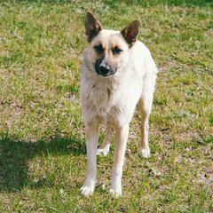 Dog mongrel stands on green grass