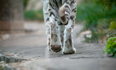 Fototapeta na wymiar White tiger walking away