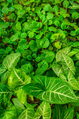 Green Plants at Home Yard