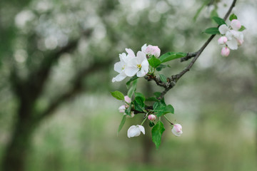 Branch of a blossoming apple tree in a spring garden.