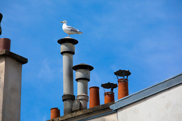 seagull on the roof
