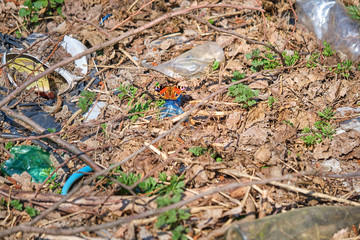 Obraz premium Beautiful butterfly on the garbage in the forest