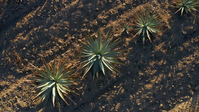 A drone flying over fields with agave plantations