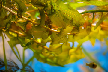 Close-up view of pondweed leaves under water