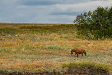 Obraz na płótnie Canvas Red beautiful horse grazing alone in meadow