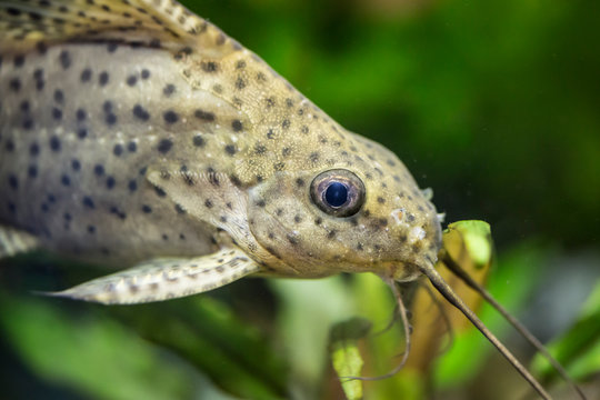 Synodontis nigriventris. Tropische Fische schwimmen im Aquarium