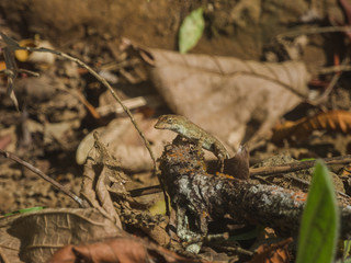 lizard on the stone