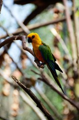 Papuga w parku w Rio de Jadeiro