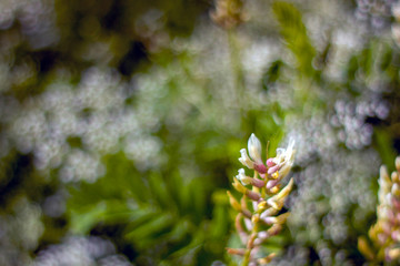 Flowering plant close-up on a blurred background. The sun illuminates the plants in the meadow. Sunny day in the summer meadow.