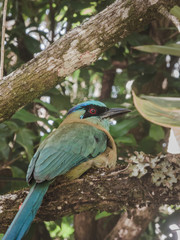 Bird called Motmot perched on a branch
